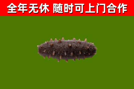 咸阳回收海参干